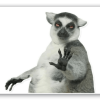 Lemur - naklejka na kartę