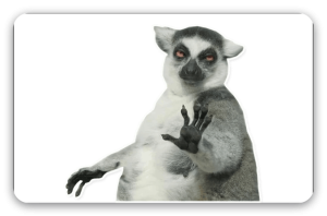 Lemur - naklejka na kartę