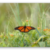 Motyl monarcha - naklejka na kartę