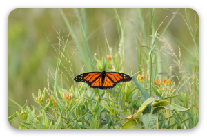 Motyl monarcha - naklejka na kartę