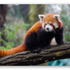 Panda ruda - naklejka na kartę