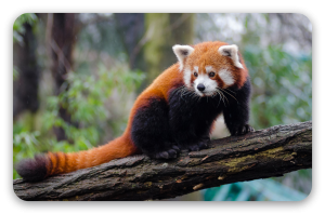 Panda ruda - naklejka na kartę