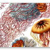 Meduzy (Haeckel) - naklejka na kartę