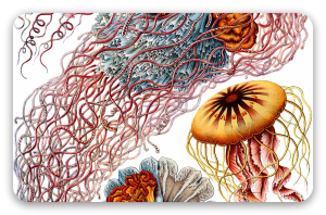 Meduzy (Haeckel) - naklejka na kartę