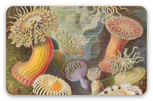 Ukwiały (Haeckel) - naklejka na kartę