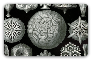Koralowce (Haeckel) - naklejka na kartę