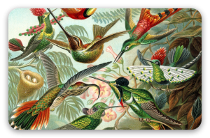 Kolibry (Haeckel) - naklejka na kartę